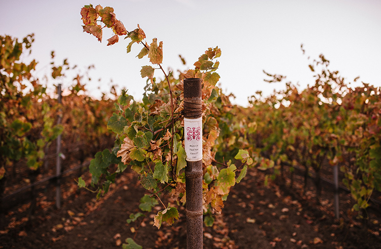 グレッグ・ブリュワー  メーカーズディナー